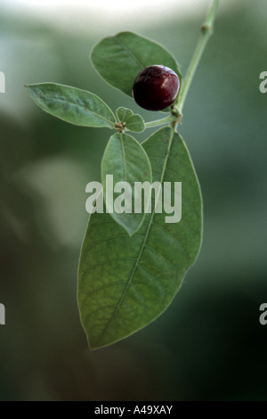 Rauwolfia, Java Devil Pepe, devilpepper, devil's pepe, serpentwood (Rauvolfia serpentina, Rauwolfia serpentina), immaturi f Foto Stock