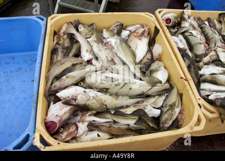 Merluzzo bianco, merluzzo bianco, codling (Gadus morhua), frish pescate, giacente in cesti, Islanda, Snaefellsnes Foto Stock