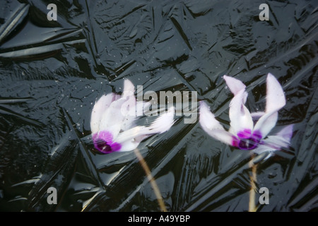 Fioristi Ciclamino (Cyclamen persicum), congelati fiori, Germania, Oerlinghausen Foto Stock