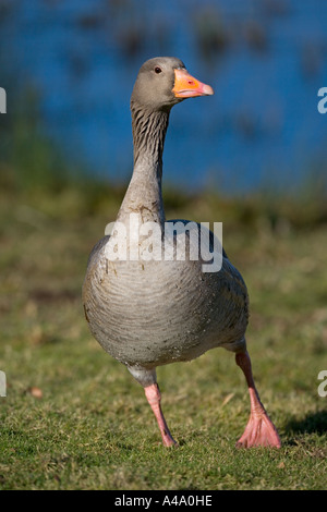 Graylag Goose Anser anser in piedi Foto Stock