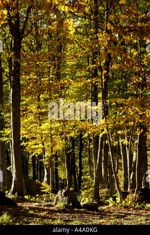Comune di faggio (Fagus sylvatica), la foresta di faggio nei colori autunnali presso il Monte Amiata, Italia, Toscana, Monte Amiata Foto Stock