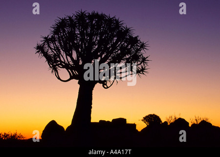 Kocurboom, quivertree (Aloe dichotoma), al tramonto, Namibia Foto Stock