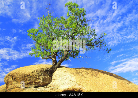Mopane, Mopane Tree (Colophospermum mopane), crescono fuori di una roccia, Namibia Foto Stock