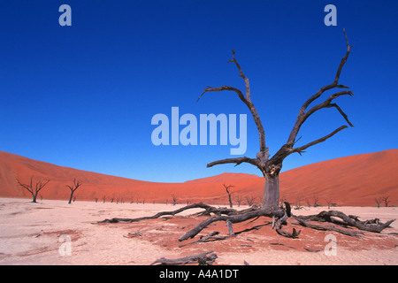 Albero morto nella parte anteriore delle dune, Namibia, Sossusvlei Foto Stock