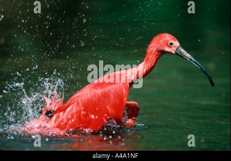 Ibis scarlatto Foto Stock