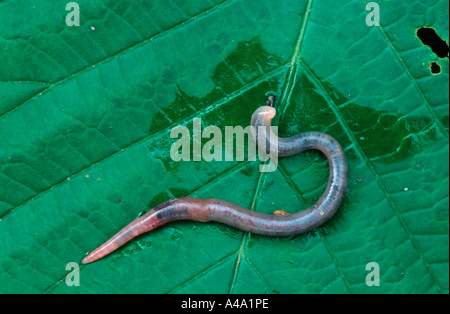 Lombrico comune / Lob / Worm Worm di rugiada Foto Stock