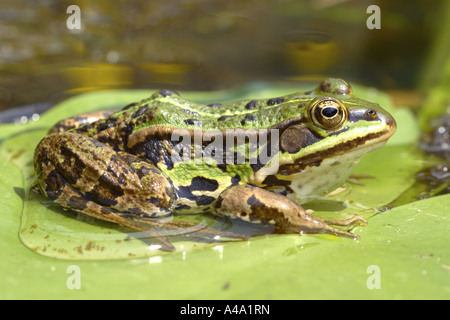 Unione rana verde (Rana esculenta), seduti su una foglia di acqua-lilly, Germania Foto Stock