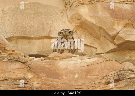Civetta (Athene noctua), seduti su una roccia, Turchia Foto Stock
