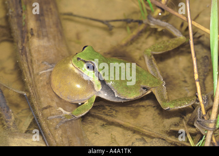Treefrog europea, treefrog comune, Central European treefrog (Hyla arborea), gracchia maschio, Germania Foto Stock