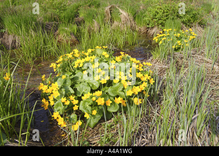 Marsh calendula (Caltha palustris), fioritura tra giunchi, in Germania, in Baviera Foto Stock