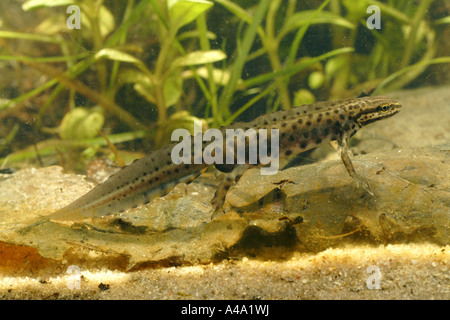 Newt liscia (Triturus vulgaris), maschio in colorazione nuziale, in Germania, in Baviera Foto Stock