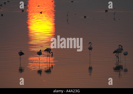 Fenicottero maggiore (Phoenicopterus ruber), gregge al tramonto, Grecia, Macedonia Foto Stock