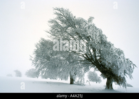 Comune di faggio (Fagus sylvatica), alberi formata dal vento in inverno, più di cento anni di età, Germania Foto Stock