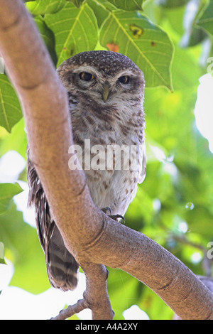 Avvistato civetta (Athene brama), seduto su un ramo, India Rajasthan, Keoladeo Ghana Nationalpark, Bharatpur Foto Stock