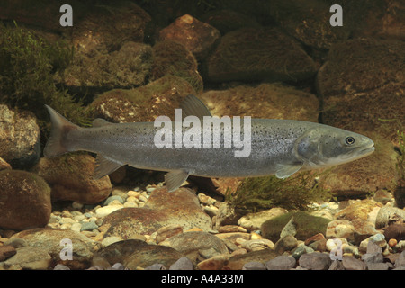 Il salmone del Danubio, huchen (Hucho hucho), maschio, in Germania, in Baviera Foto Stock