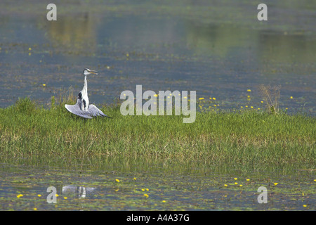 Airone cinerino (Ardea cinerea), prendere il sole, Grecia, Macedonia, Kerkini-See Foto Stock