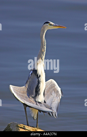 Airone cinerino (Ardea cinerea), prendere il sole, Grecia, Macedonia, Kerkini-See Foto Stock