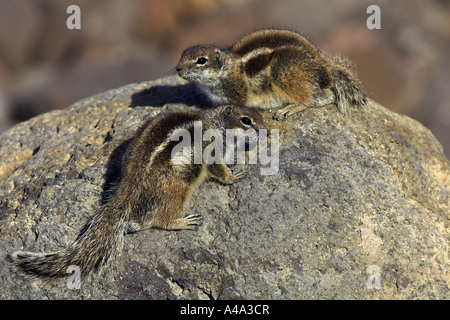 Barberia di massa (scoiattolo Atlantoxerus getulus), giovane seduto su una roccia, Spagna Fuerteventura Foto Stock