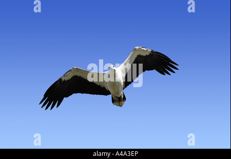 Bianco-gonfiato aquila del mare (Haliaeetus leucogaster), volare, Australia Foto Stock