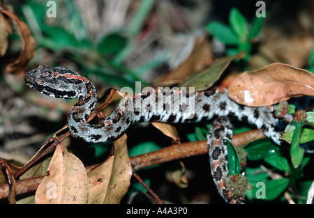 Rattlesnake pigmeo Foto Stock