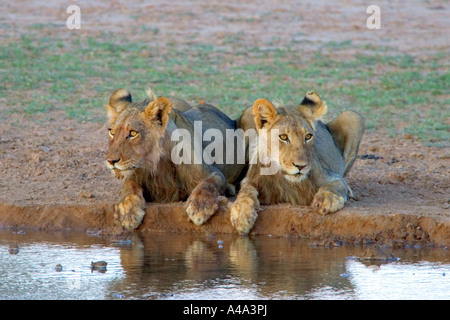 Lion (Panthera leo), due animali al waterhole, Sud Africa Foto Stock