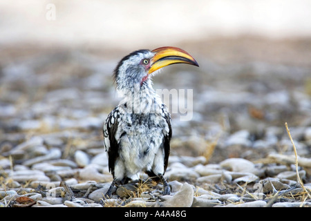 Southern Yellow-fatturati hornbill (Tockus leucomelas), seduti, Sud Africa Foto Stock