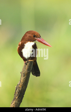 Bianco-throated kingfisher, bianco-breasted Kingfisher, Fiume Kingfisher (Halcyon smyrnensis), ritratto, seduto su un ramo, Ind Foto Stock