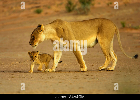 Lion (Panthera leo), con cub, Namibia Foto Stock