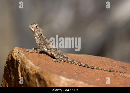 Massa AGAMA SA (AGAMA SA aculeata), Femmina a prendere il sole, Namibia, Etosha NP Foto Stock