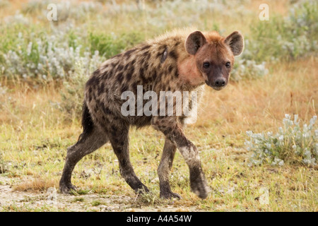 Spotted hyena (Crocuta crocuta), a piedi, in Namibia Foto Stock