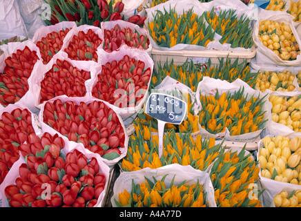 Tulipani presso il mercato dei fiori di Amsterdam, Olanda Foto Stock