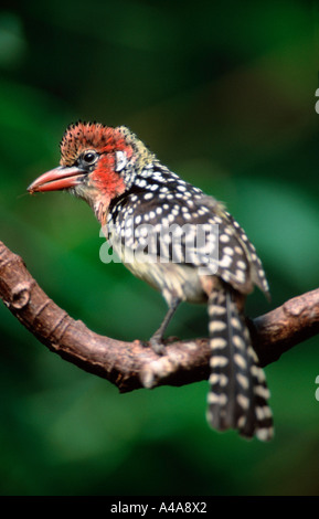 Rosso-Giallo Barbet Foto Stock