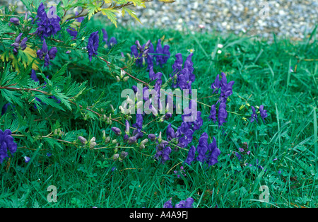 Aconitum variegatum Foto Stock