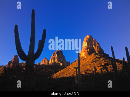 Cactus, Apache Trail, Phoenix, Arizona, Stati Uniti d'America Foto Stock