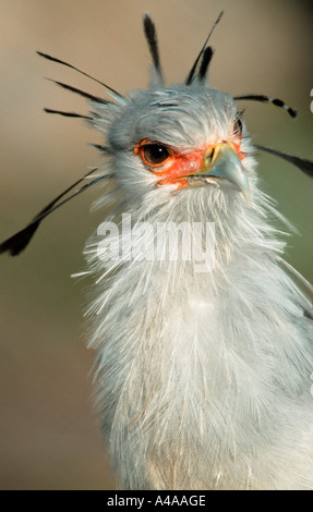 Uccello di segretaria Foto Stock