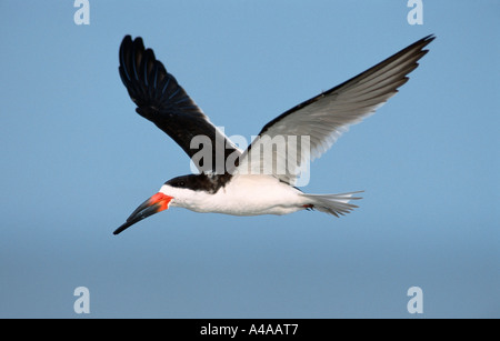 Rynchops niger Foto Stock