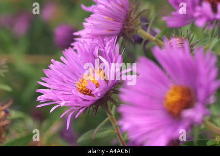Aster novae angliae cupola viola New England aster Foto Stock