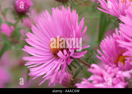 Aster novae angliae cupola viola New England aster Foto Stock