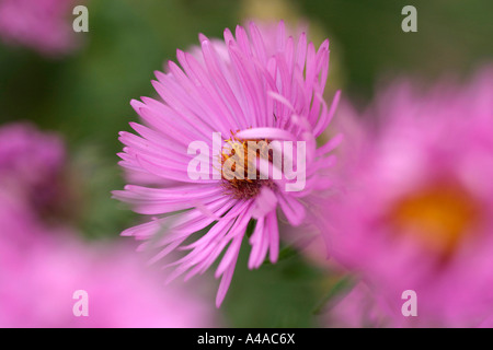 Aster novae angliae onorevole S T Wright New England aster Foto Stock