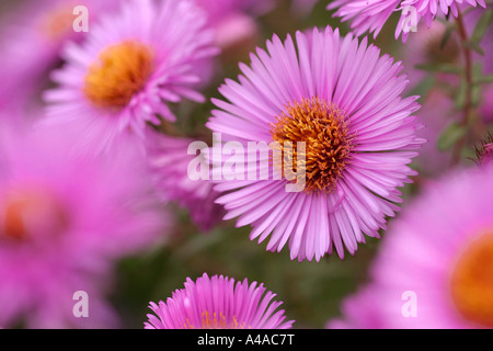 Aster novae angliae onorevole S T Wright New England aster Foto Stock