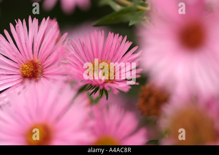 Aster novae angliae Rosa Sieger New England aster Foto Stock