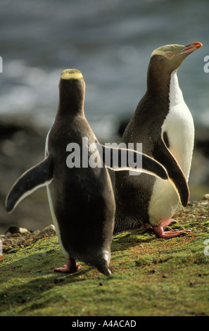 Giallo eyed pinguini Foto Stock