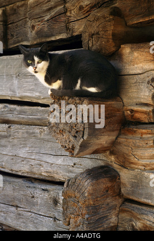 Cat Maso casa tipica Valle dei Mocheni Trentino Alto Adige Italia Foto Stock