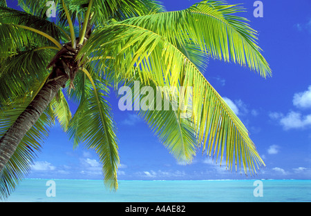 Palm tree lungo la spiaggia a sud dell'Oceano Pacifico Foto Stock
