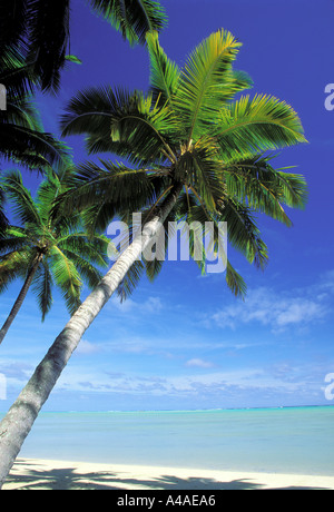 Palm tree appoggiata sulla spiaggia tropicale sull'isola di Aitutaki nell'Oceano Pacifico del Sud Foto Stock