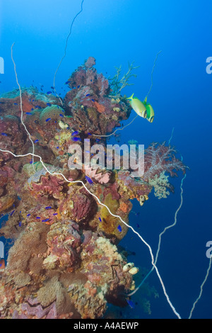 Coppia mascherata di rabbitfish Siganus puellus nuota su montante incrostato con corallo Shinkoku Maru Truk lagoon Chuuk Foto Stock