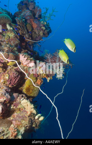 Coppia mascherata di rabbitfish Siganus puellus nuota su montante incrostato con corallo Shinkoku Maru Truk lagoon Foto Stock