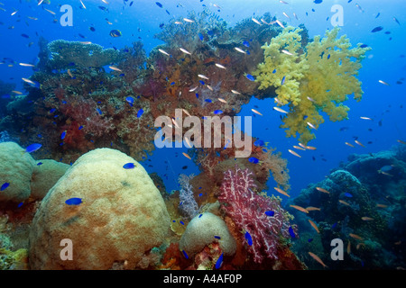 Grande diversità di soft e coralli duri crescere sopra la struttura esterna del Shinkoku Maru Truk lagoon Foto Stock