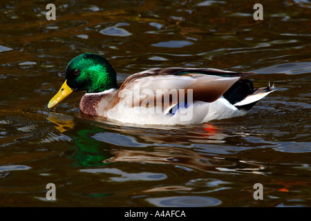 Mallard drake (Anas platyrhynchos) nuoto in un lago Foto Stock