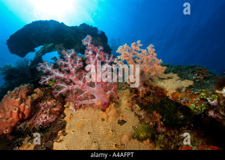 Rosso corallo morbido Dendronephthya sp e spugne incrostato sulla Fujikawa Maru Truk lagoon Foto Stock